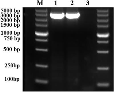 Rcs phosphorelay affects the sensitivity of Escherichia coli to plantaricin BM-1 by regulating biofilm formation